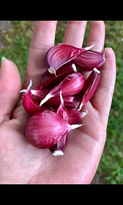 Organic Garlic Braids