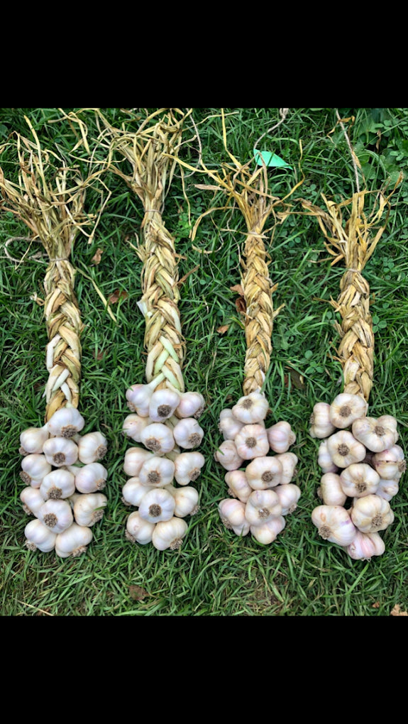 Organic Garlic Braids
