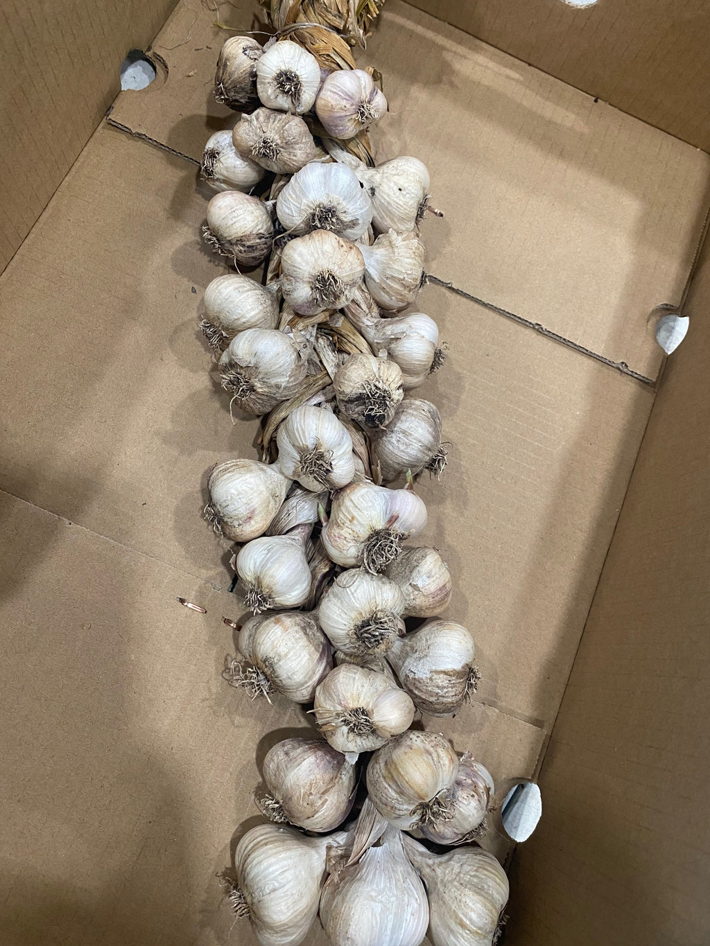 Organic Garlic Braids